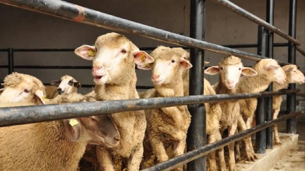 Bakanlık uyarıları tek tek sıraladı: Kurban Bayramı öncesi sıkı denetim