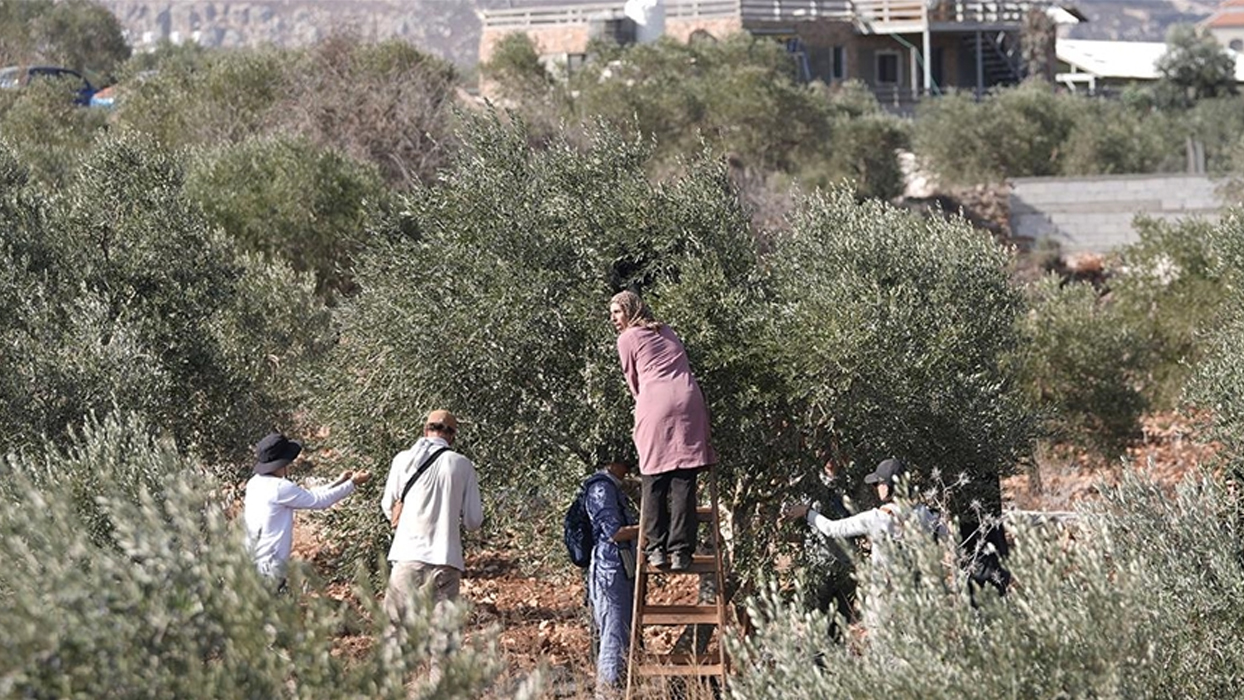İşgalci İsrailliler, Batı Şeria'da onlarca zeytin ağacını kesti