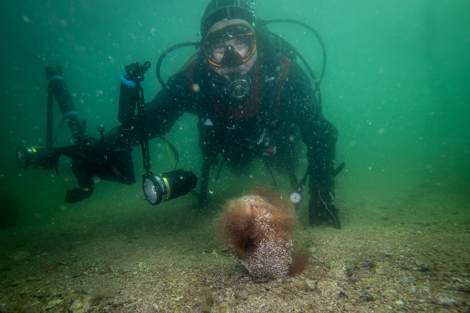 Tuzla'da sağlıklı pina ve deniz çayırı ekosistemi keşfedildi, izleme istasyonu kurulacak