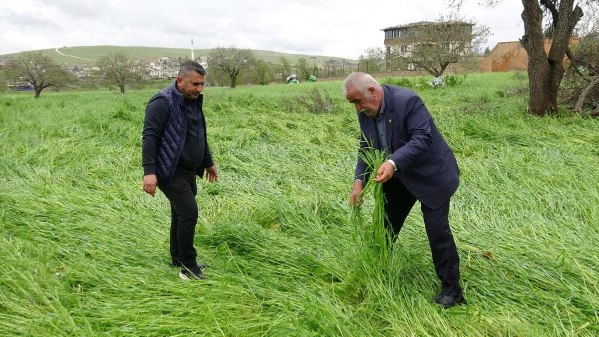 Antep fıstığında "süper hücre" darbesi: Bir yıllık emek dakikalar içinde yok oldu