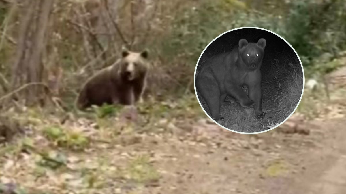 Dikiz aynasına bakınca hayatının şokunu yaşadı! Ayı aracı kovalamaya devam etti