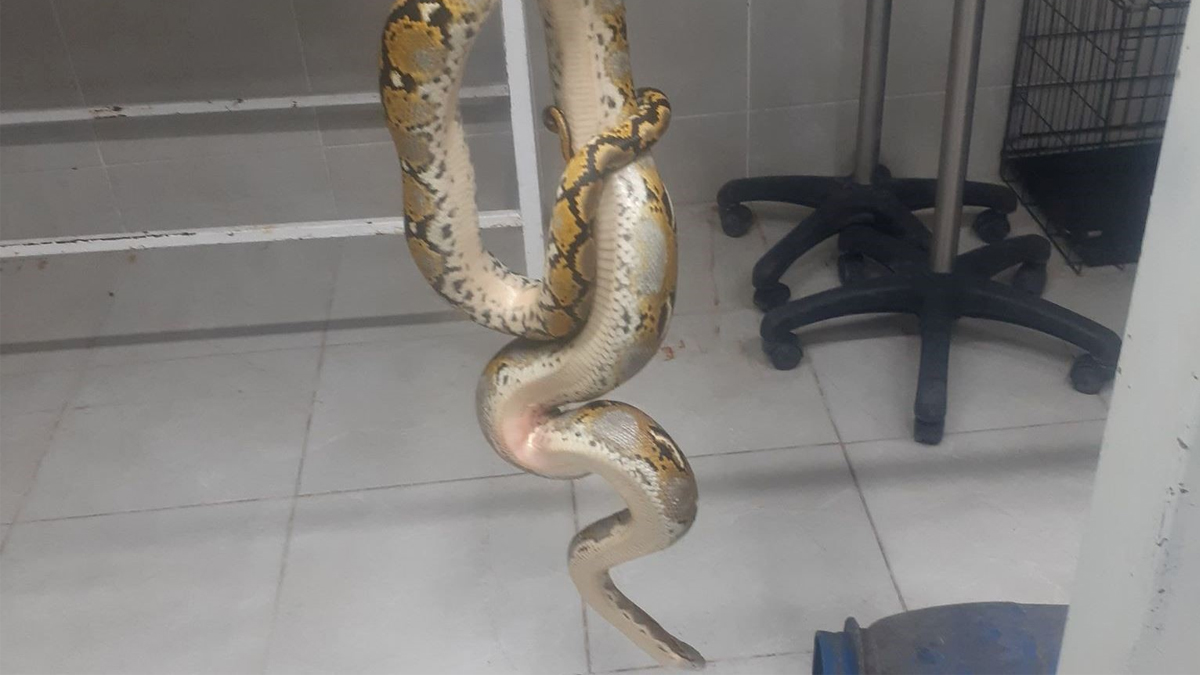 Evde piton paniği! Ordu'da bulundu Giresun'a gönderildi