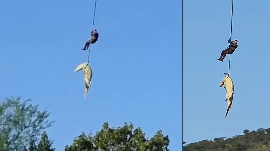 Dev timsahın midesinden insan kalıntıları çıktı! Kayıp vakalarıyla bağı araştırılıyor