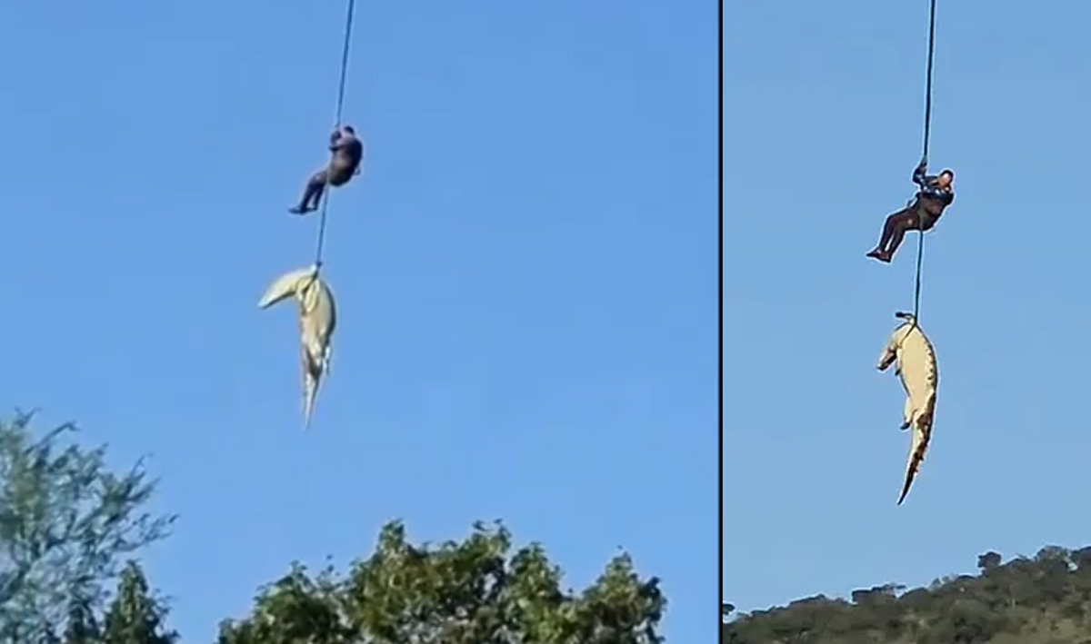 Dev timsahın midesinden insan kalıntıları çıktı! Kayıp vakalarıyla bağı araştırılıyor