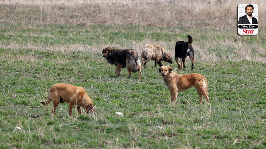 Yakup KÖSE yazdı: Esas tehlike sokak köpekleri değil