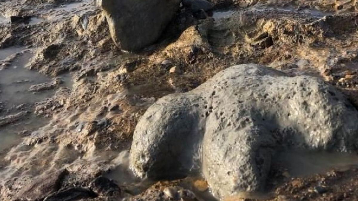 Kretase döneminde yaşamış! 27 tonluk yeni bir dinozor türü keşfedildi