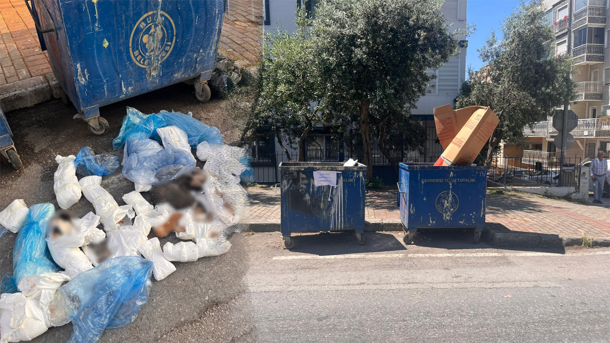 İzmir'de kan donduran kedi katliamı: Başsavcılık o karara itiraz etti