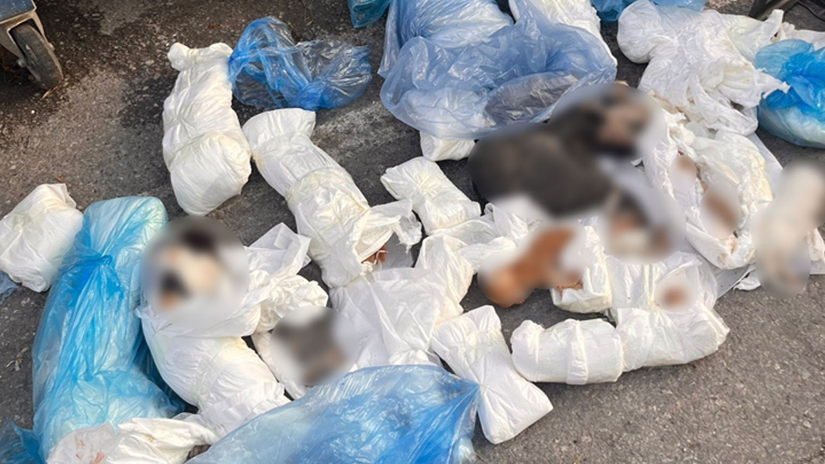 İzmir'deki kedi katliamı! Veteriner hekim yeniden gözaltına alındı