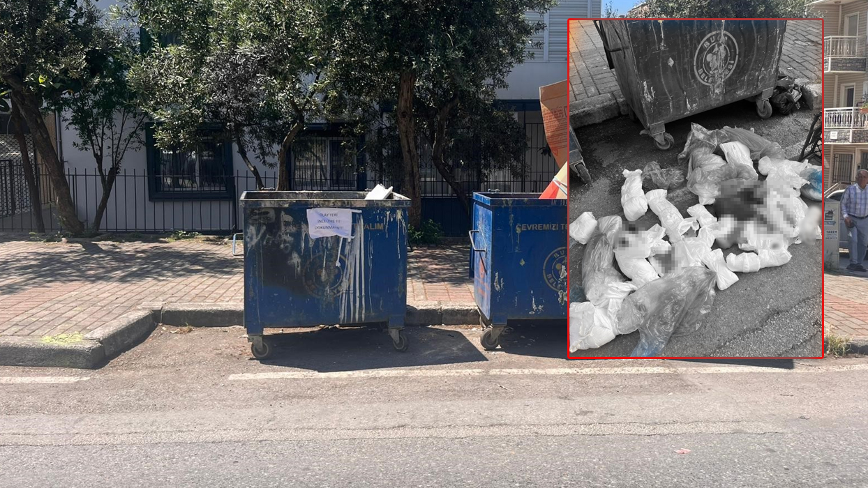 Kan donduran kedi katliamında yeni gelişme: Veteriner hekim için karar verildi 