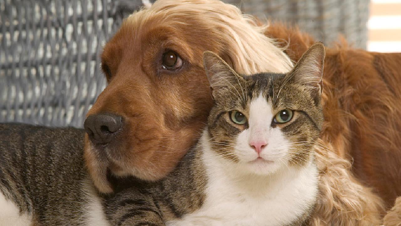 Evcil hayvanlar için dijital çağ başladı:  Kediler kuş peşinde, köpekler ekran karşısında