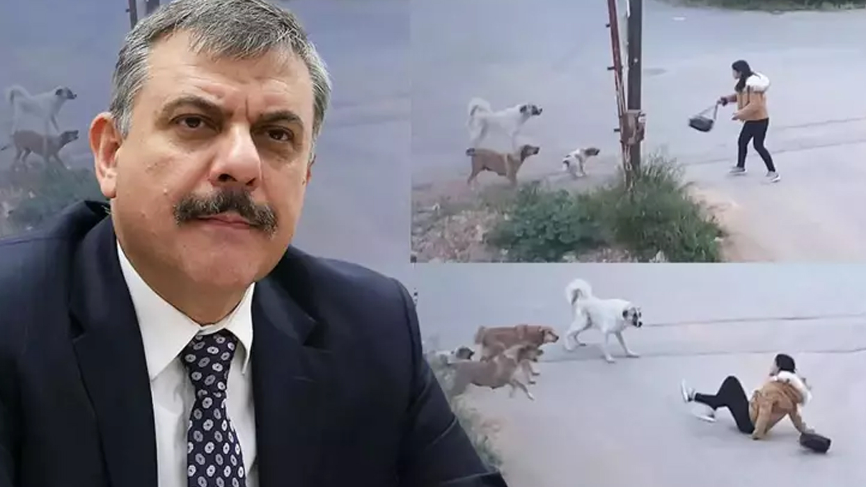 Erzurum modeli Türkiye'ye örnek oldu! Başıboş köpek sorunund